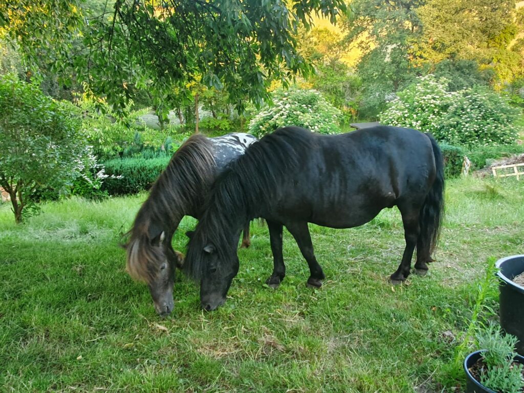 Ponys in Altefeld -Naturnah